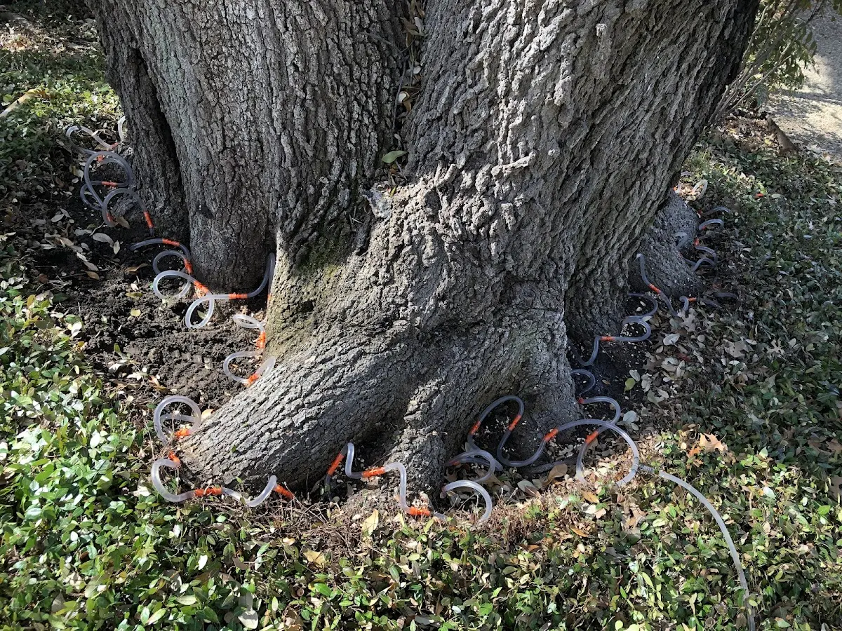 Detailed Shrub and Hedge Trimming job site in Mountain Park